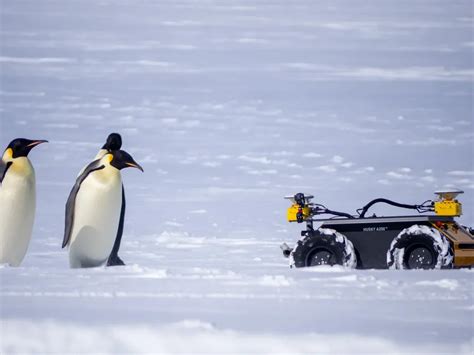 penguin rfid tag|This Tiny Yellow Robot Spies on Antarctica’s Emperor Penguins.